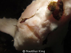 Giant Frog Fish by Nautilus King 